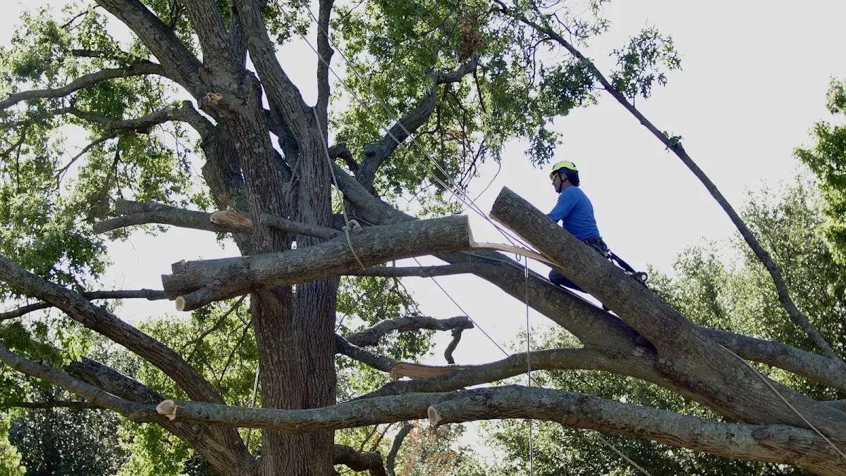 Professional Crown Thinning performed by certified arborists in Lake Hopatcong